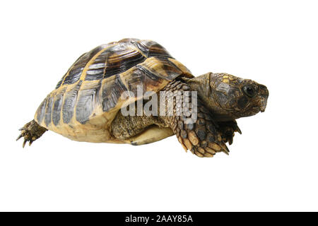 Boettgers Landschildkroete Landschildkroete, griechischen (Testudo hermanni boettgeri), Seitenansicht | Hermanns Schildkröte, griechische Schildkröte, Boettgers zu Stockfoto