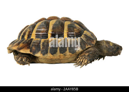 Boettgers Landschildkroete Landschildkroete, griechischen (Testudo hermanni boettgeri), Seitenansicht | Hermanns Schildkröte, griechische Schildkröte, Boettgers zu Stockfoto