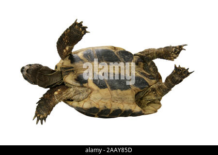 Boettgers Landschildkroete Landschildkroete, griechischen (Testudo hermanni boettgeri), auf dem Ruecken liegend | Hermanns Schildkröte, Griechische Landschildkröte, Bo Stockfoto