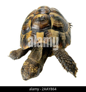 Boettgers Landschildkroete Landschildkroete, griechischen (Testudo hermanni boettgeri), Ansicht von oben | Hermanns Schildkröte, griechische Schildkröte, Boettgers Stockfoto