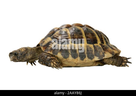 Boettgers Landschildkroete Landschildkroete, griechischen (Testudo hermanni boettgeri), Seitenansicht | Hermanns Schildkröte, griechische Schildkröte, Boettgers zu Stockfoto