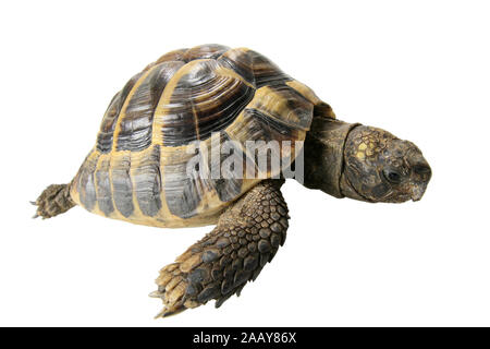 Boettgers Landschildkroete Landschildkroete, griechischen (Testudo hermanni boettgeri), Seitenansicht | Hermanns Schildkröte, griechische Schildkröte, Boettgers zu Stockfoto