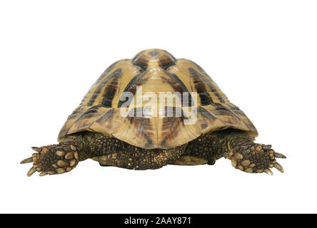 Boettgers Landschildkroete Landschildkroete, griechischen (Testudo hermanni boettgeri), Rueckansicht | Hermanns Schildkröte, griechische Schildkröte, Boettgers tor Stockfoto