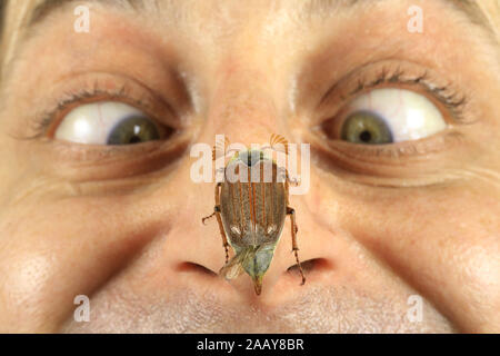 Maikaefer, Feldmaikaefer (Melolontha melolontha), Nasenspitze, Deutschland | gemeinsame Maikäfer, maybug (Melolontha melolontha), auf die menschliche Nase, Ger Stockfoto