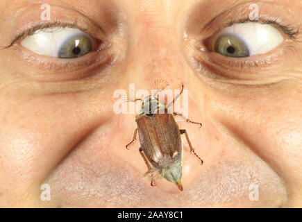 Maikaefer, Feldmaikaefer (Melolontha melolontha), Nasenspitze, Deutschland | gemeinsame Maikäfer, maybug (Melolontha melolontha), auf die menschliche Nase, Ger Stockfoto