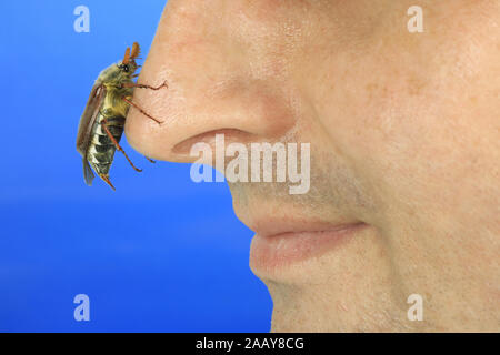 Maikaefer, Feldmaikaefer (Melolontha melolontha), Nasenspitze, Deutschland | gemeinsame Maikäfer, maybug (Melolontha melolontha), auf die menschliche Nase, Ger Stockfoto