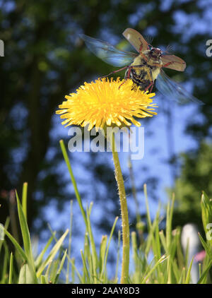 Maikaefer, Feldmaikaefer (Melolontha melolontha), fliegt von Loewenzahnbluete auf, Deutschland | gemeinsame Maikäfer, maybug (Melolontha melolontha), ta Stockfoto