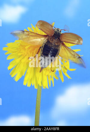 Maikaefer, Feldmaikaefer (Melolontha melolontha), Loewenzahnbluete, Deutschland | gemeinsame Maikäfer, maybug (Melolontha melolontha), die sich auf gemeinsame Dan Stockfoto