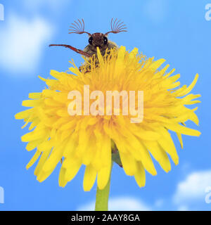 Maikaefer, Feldmaikaefer (Melolontha melolontha), Loewenzahnbluete, winkend, Deutschland | gemeinsame Maikäfer, maybug (Melolontha melolontha), auf c Stockfoto