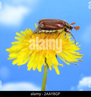 Maikaefer, Feldmaikaefer (Melolontha melolontha), Loewenzahnbluete, Deutschland | gemeinsame Maikäfer, maybug (Melolontha melolontha), die sich auf gemeinsame Dan Stockfoto