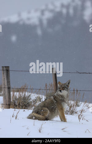 Coyote canis Yogiebeer vertikale Portrait of a snow Bank vor einem Zaun im Winter Stockfoto