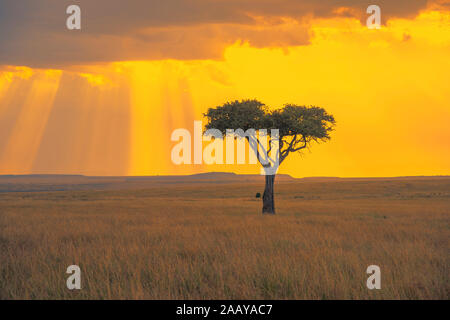 Einsamer Baum und schöne Lichtstrahlen, die Öffnung von Wolken bei Sonnenuntergang im Masai Mara Stockfoto