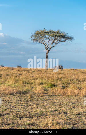 Wunderschöne Landschaften während der großen Migration Saison in Masai Mara triangle Stockfoto