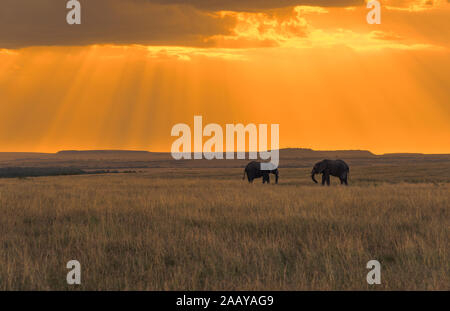 Afrikanischen Busch Elefanten füttern auf Gräsern bei Sonnenuntergang in Masai Mara Reserve, Kenia Stockfoto
