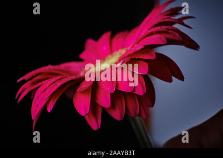 Gerbera Blumen auf schwarzem Hintergrund in Tropfen Wasser 2019 isoliert Stockfoto