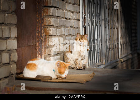 Horizontale Foto von zwei roten Straße Katzen zusammen ruhen auf Treppen. Stockfoto