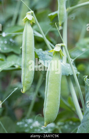 Selbst angebautes Gemüse: pea Pods mit Laub auf der Pflanze im Garten vor der Versammlung Stockfoto