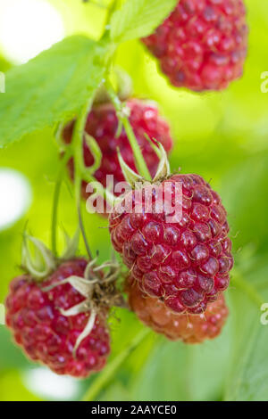 Nahaufnahme von reifen roten Himbeeren (Malus Mill) an der Rispe vor einem unscharfen Hintergrund von Himbeere Laub Stockfoto