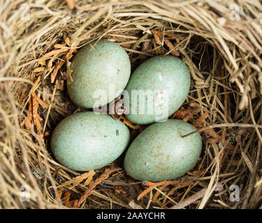 Bird's Nest mit 4 Eier einer Amsel im Freien Stockfoto