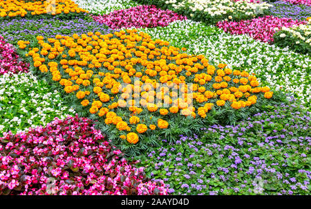 Blumenbeet mit verschiedenen bunten Blumen auf Stadt Straße im Sommer Stockfoto