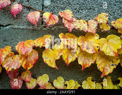 Gelbe und rote Efeu auf konkrete Block Wand. Herbst Farbe Hintergrund. Stockfoto