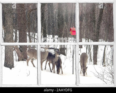 Fenster mit Blick auf Herde von White tailed deer im Schnee mit roten Vogelhaus Stockfoto