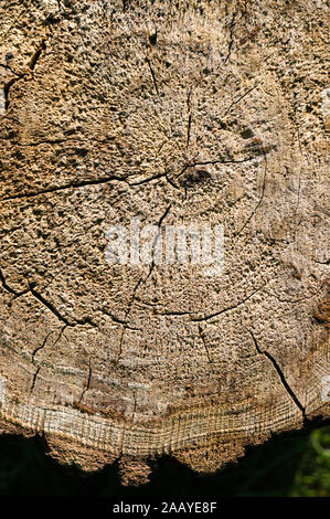 Vintage raue Textur des Alten gesägter Baumstamm, Nahaufnahme, Makro Foto Stockfoto