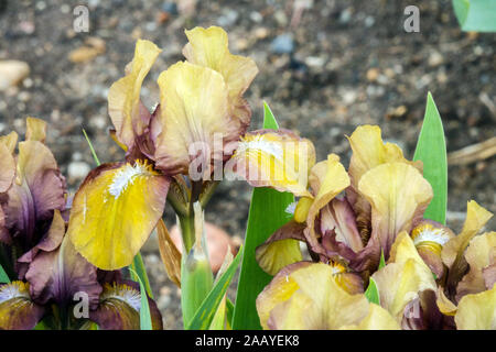 Iris barbata nana Iris „Monkey“ Standard Zwergbärtige Iris Stockfoto