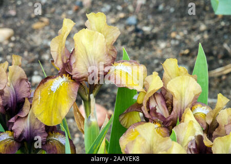 Iris barbata nana 'Monkey' Standard Zwerg Bartlilie Stockfoto