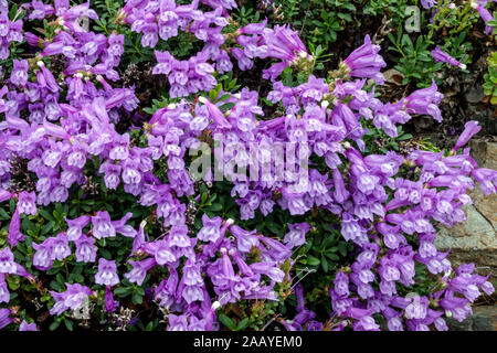 Fruticosus Sawleaf strauchigen Penstemon var. serratus Stockfoto