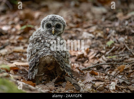 Barred Eule in Florida Stockfoto