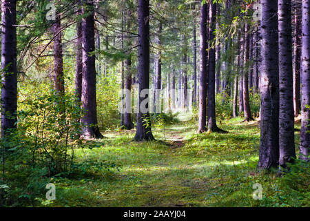 Schönen grünen Wald mit sonnigen Balken Fichte. Sonne scheint durch die Fichten. Erstaunlich morgen Szene im Freien auf Natur. Stockfoto