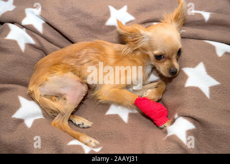 Chirurgische Korrektur luxation der Patella in den Hund. Stockfoto