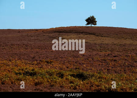 Eine herbstliche Landschaft der Heide im New Forest Hampshire England mit einem Baum in der Ferne mit kopieren. Stockfoto