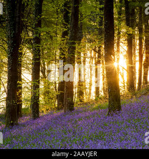 Am frühen Morgen Licht in Bluebell Woods Stockfoto