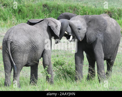 Zwei junge afrikanische Elefanten (Loxodonta africana) Entwine Trunks in Gruß. Serengeti National Park, Tansania. Stockfoto