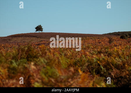 Eine herbstliche Landschaft der Heide im New Forest Hampshire England mit einem Baum in der Ferne mit kopieren. Stockfoto