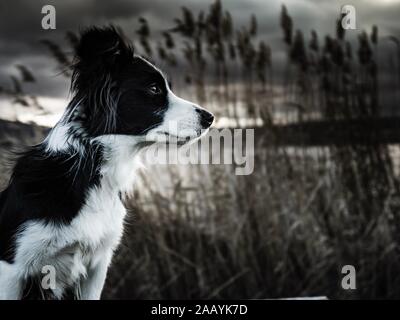 Porträt der Border Collie Hündin in der Natur vor dem Regen Stockfoto