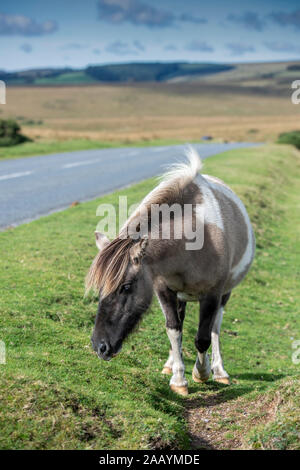 Wilden Dartmoor Pony Beweidung am Straßenrand, Devon, England, Großbritannien Stockfoto