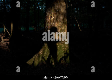 Einen einzigen Jungen im Teenageralter Schatten ist auf einem Baum in einem Wald zeigt ihn auf seinem Handy werfen. Stockfoto