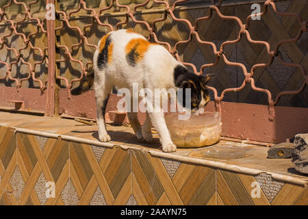 Eine von Istanbuls zahlreiche Straße Katzen in der balat Bezirk Getränke aus einer Schale Wasser für ihn von einem Ortsansässigen Stockfoto