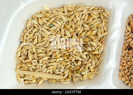 Gerste hautnah. Ansicht von oben. Makro. Gerstenmalz auf weißem Kunststoff platte Hintergrund mit Freistellungspfad isoliert. Rohstoff für das Brauen von Bier. Malted Stockfoto