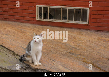 Eine von Istanbuls zahlreiche Straße Katzen in der balat Bezirk Stockfoto