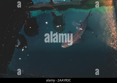 Fische gefangen und auf der Anzeige zu Touristen in einem der Fischerdörfer in Ha Long Bay, North Vietnam, Asien Stockfoto