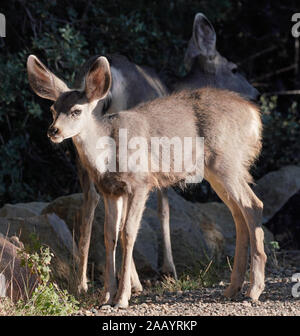 Ein Hirsch Reh steht am Nachmittag Licht mit seiner Mutter Wache hinter sich. Stockfoto