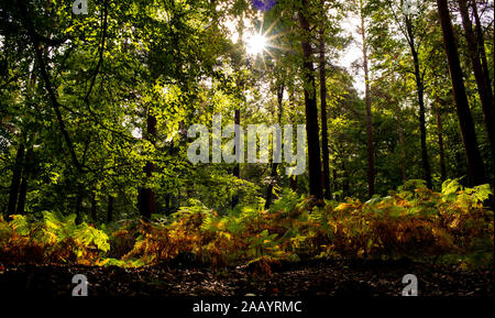Einen sonnigen, herbstlichen Szene im New Forest England Hampshire. Wie die Blätter und Farne beginnen von grün bis braun scheint die Sonne durch den Baum zu drehen. Stockfoto