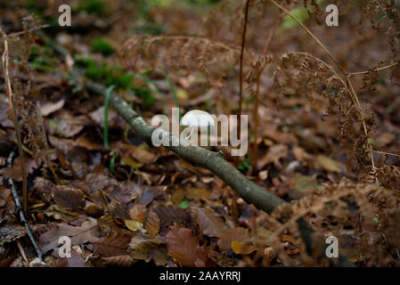 Porzellan Pilz (Oudemansiella mucida) im New Forest Hampshire England. Stockfoto