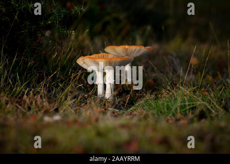 Fly agaric, Amanita muscaria Pilze wachsen in einer Gruppe auf neue Wald Heide. Stockfoto