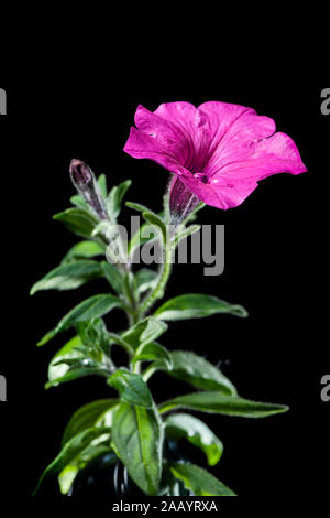 Studio in der Nähe eines petunia Stammzellen (lat.: Petunia) mit Blättern und einem Tropfen Wasser in der Seitenansicht vor einem schwarzen Hintergrund. Stockfoto