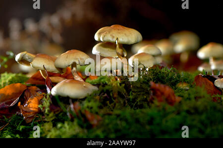 Hypholoma fasciculare Schwefel Büschel, Pilz Stockfoto